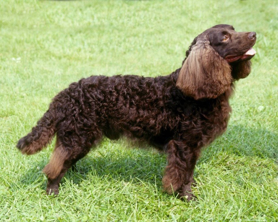 Американский водяной спаниель