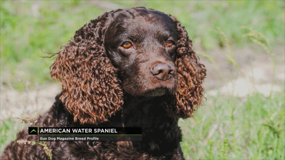 Твид Уотер спаниель