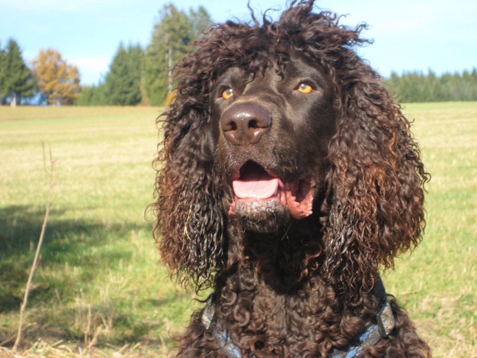 Твид Уотер спаниель