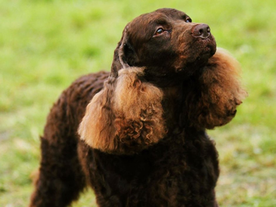 Водяной кокер спаниель