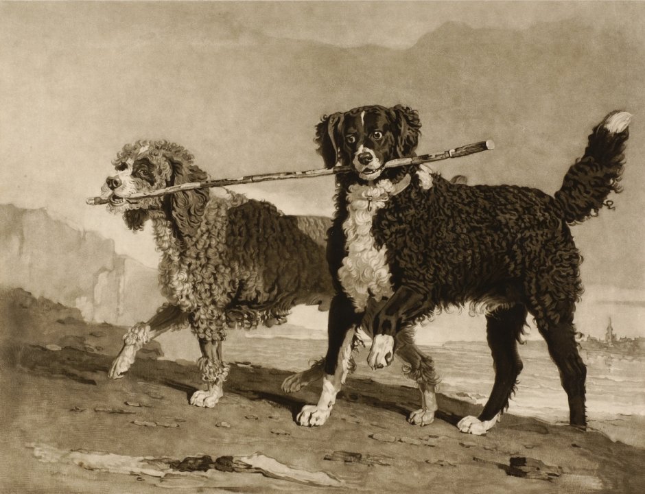 Ирландский сеттер