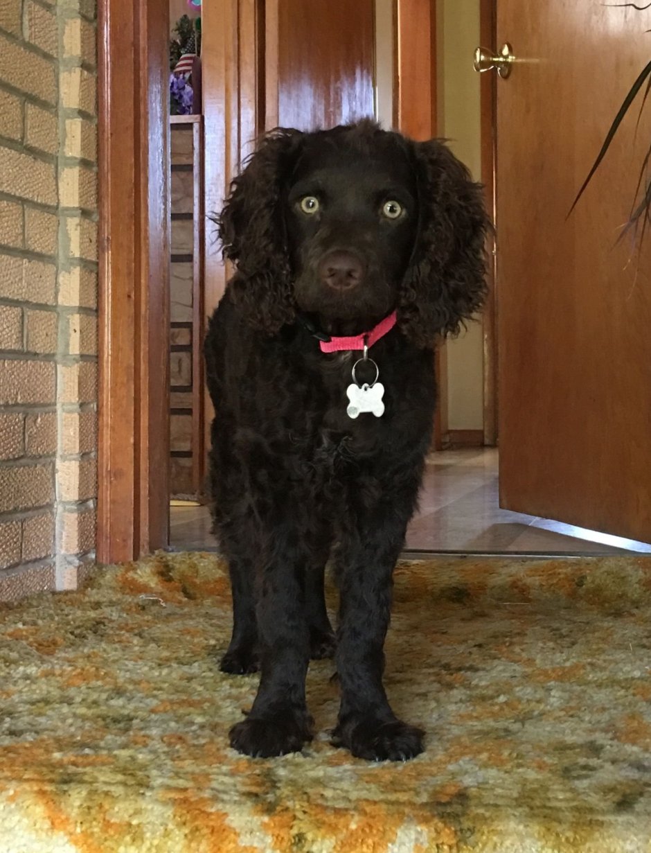 Твид Уотер спаниель