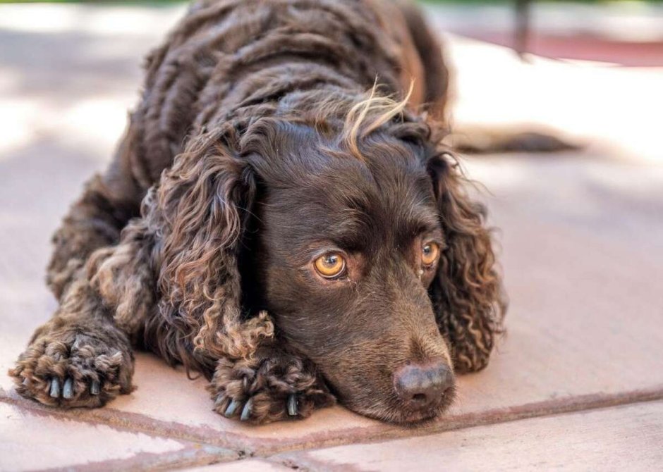 Ирландский спаниель