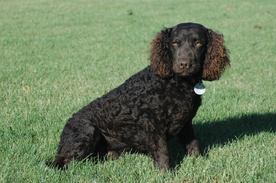 Американский водяной спаниель