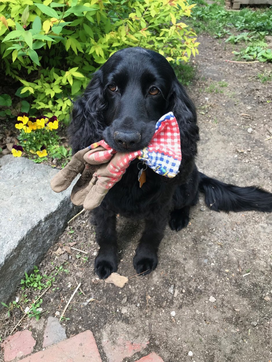 Бойкин спаниель черный