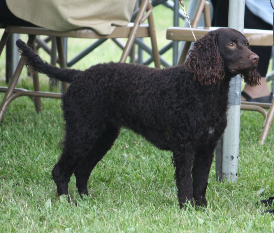 Американский водяной спаниель