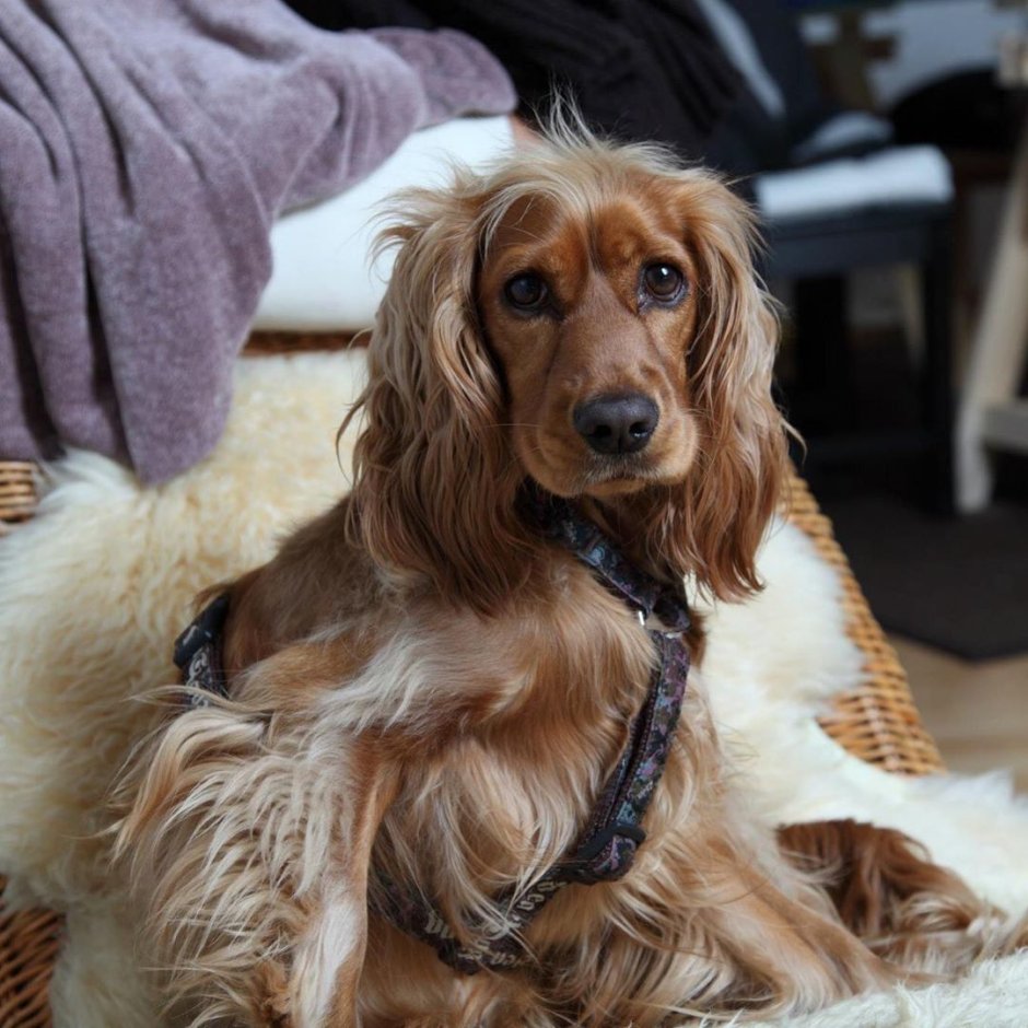 Спрингер спаниель рабочего разведения