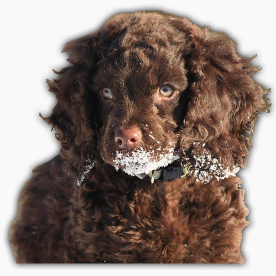 Американский водяной спаниель