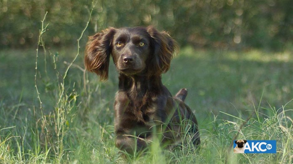 Американский Водный кокер спаниель