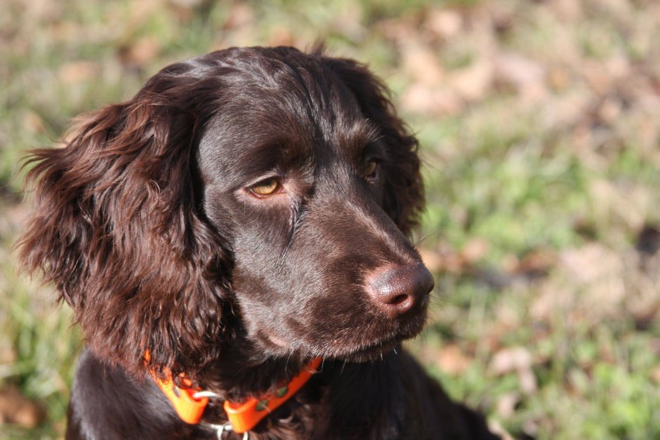 Водяной кокер спаниель