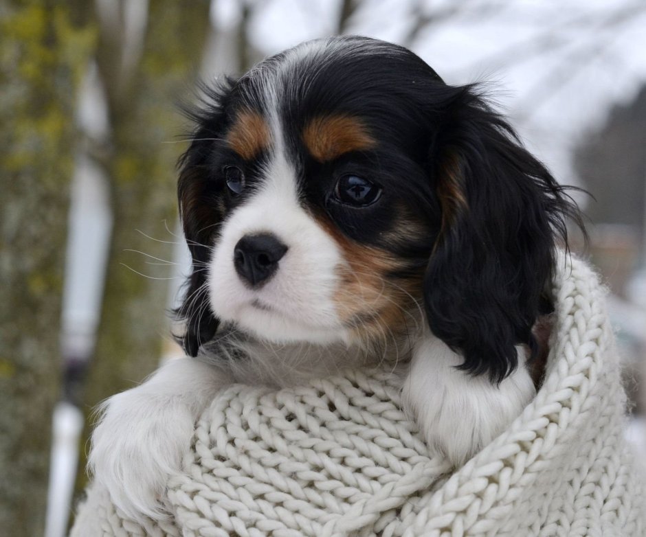 Soho спрингер спаниель