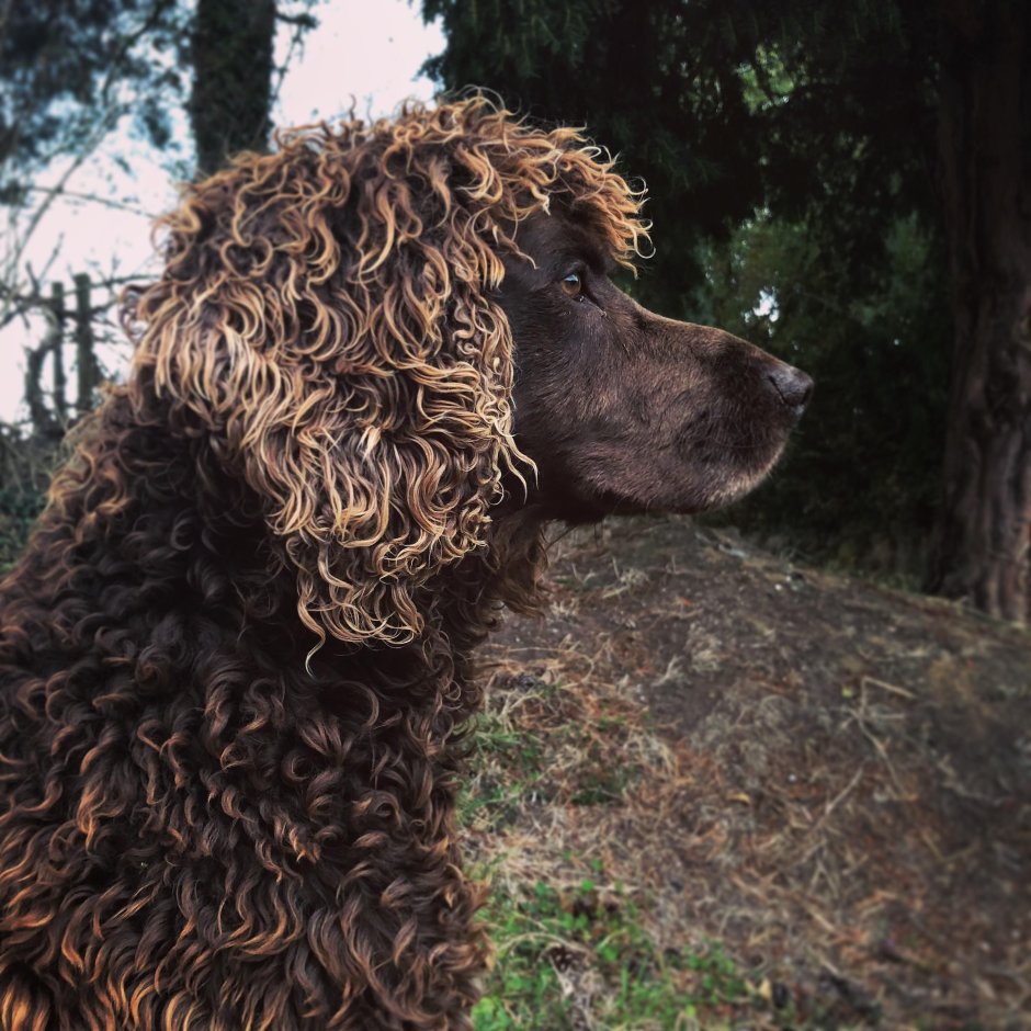 Бойкин спаниель