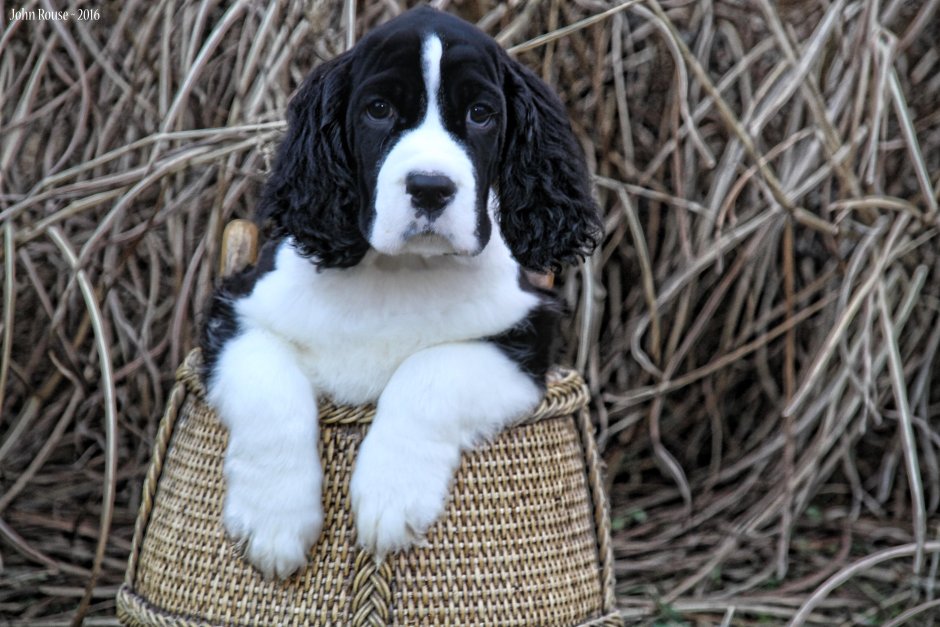 Твид уотер спаниель