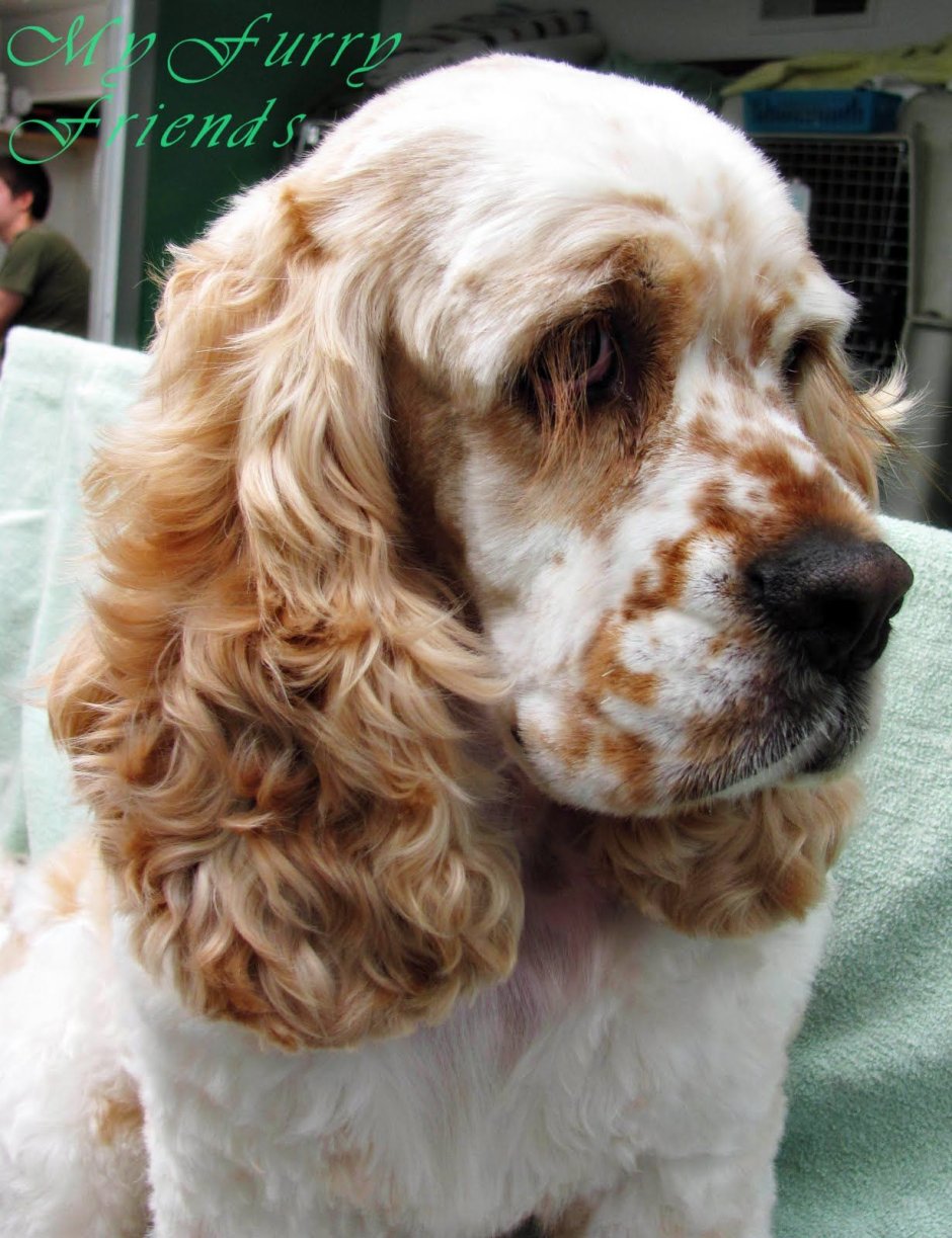 Лысый английский кокер спаниель