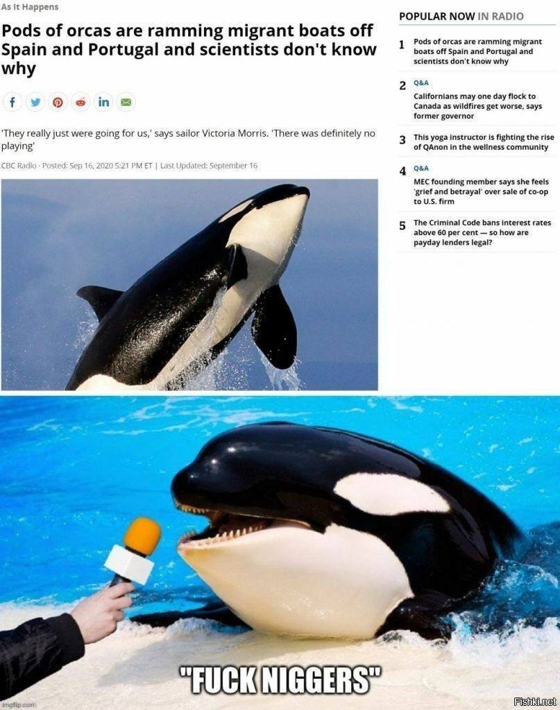 Шутки про касаток