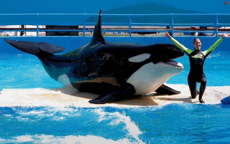 Океанариум Miami Seaquarium