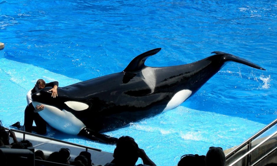 Гигантская Касатка