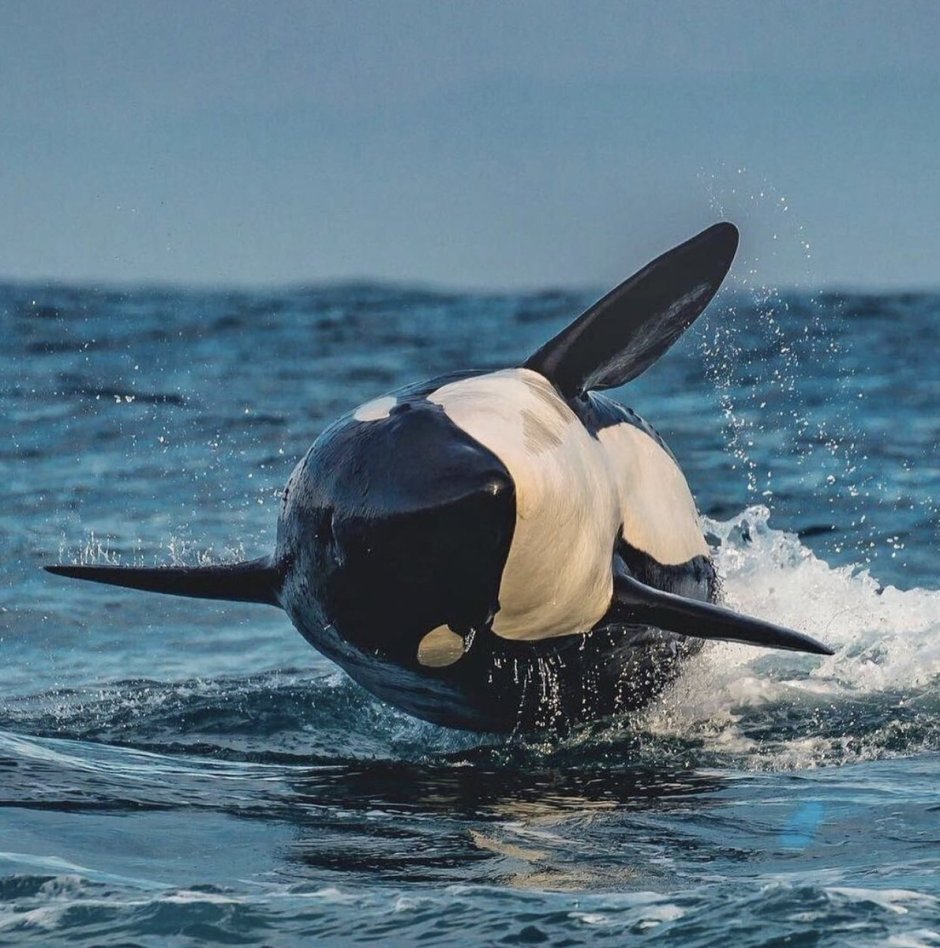 Касатка и Дельфин