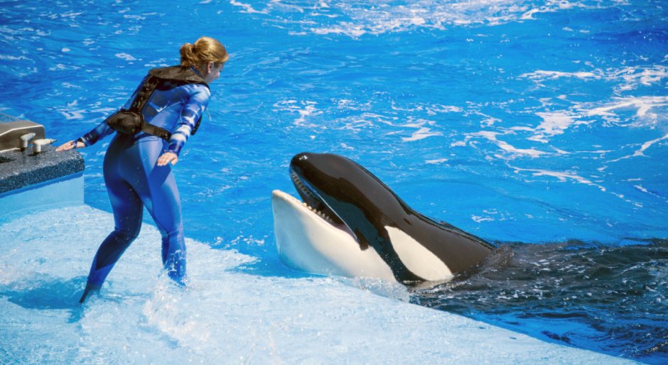 SEAWORLD касатки