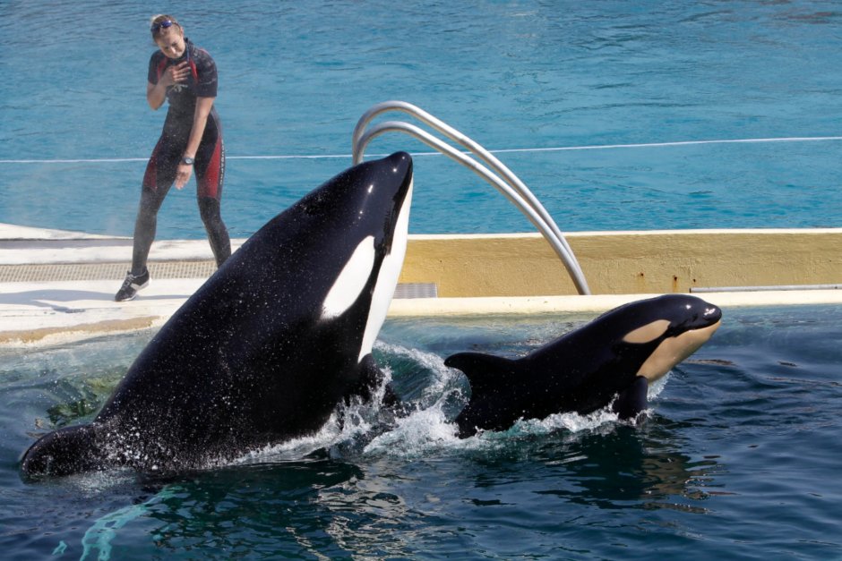 Кит Касатка и человек