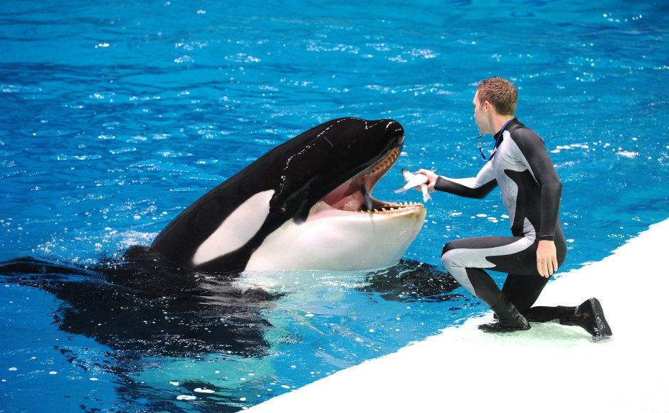 Москвариум на ВДНХ касатки