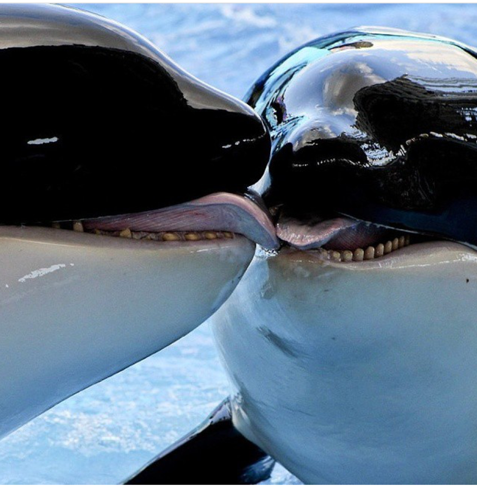 Касатки объятия