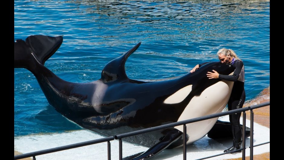 Кит Касатка и человек