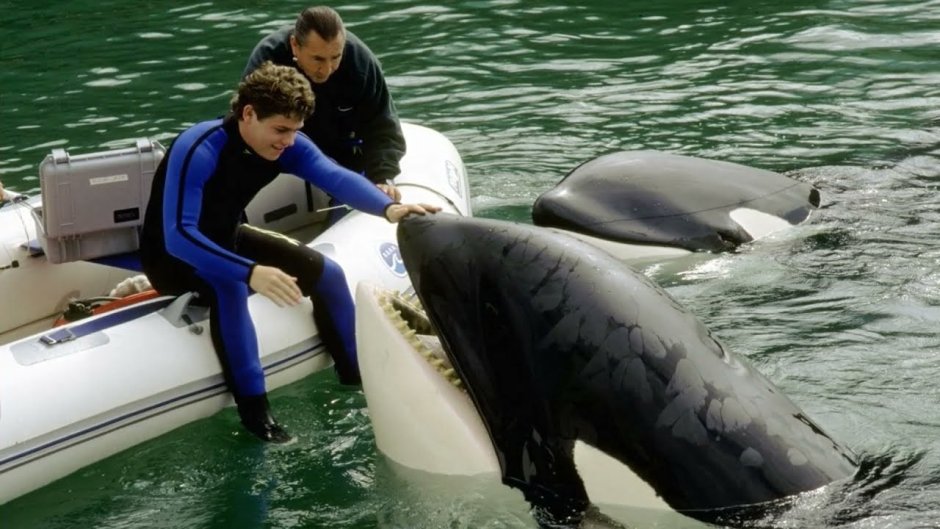 Вилли фильм про касатку 3