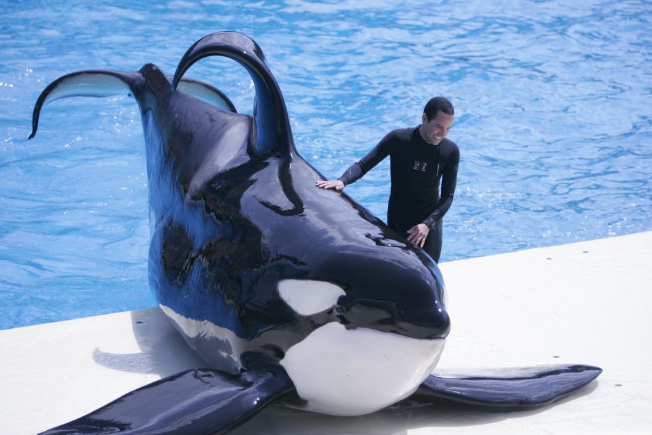 Косатка дрессировщицу Касатка