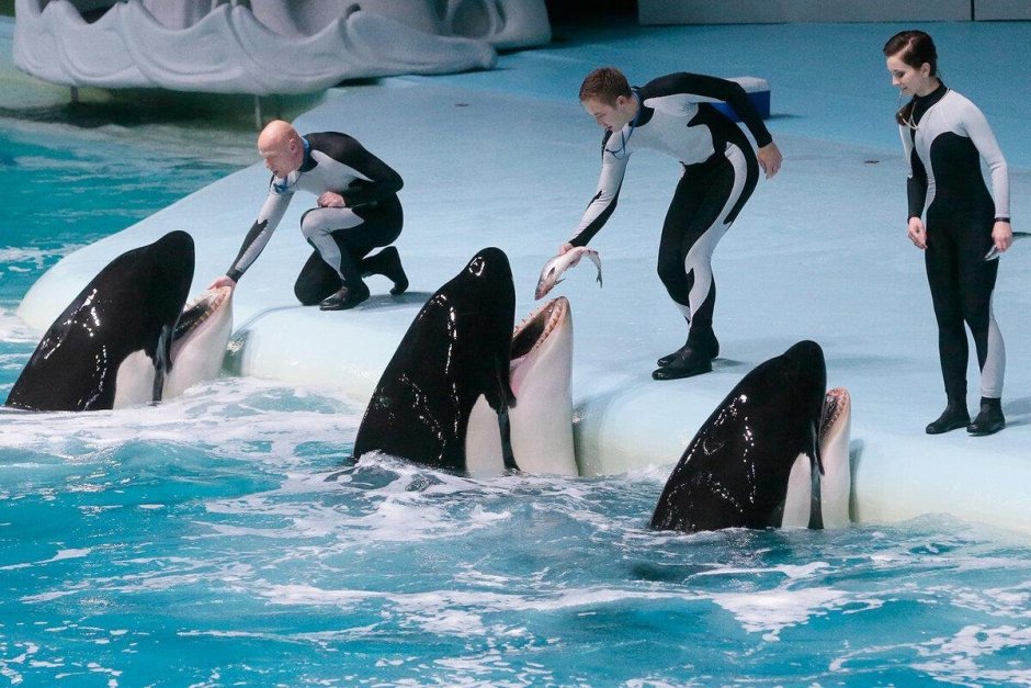 Океанариум на ВДНХ шоу с касатками