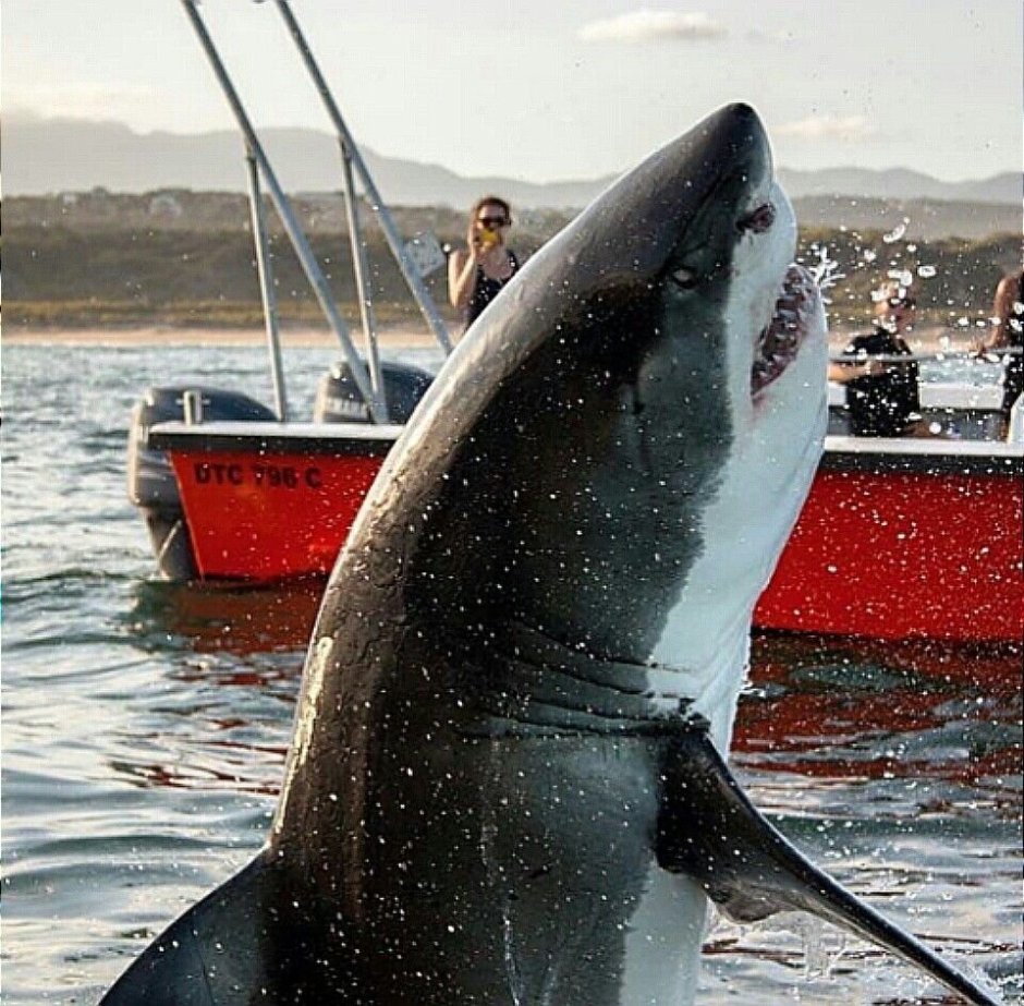 Касатка против белой акулы