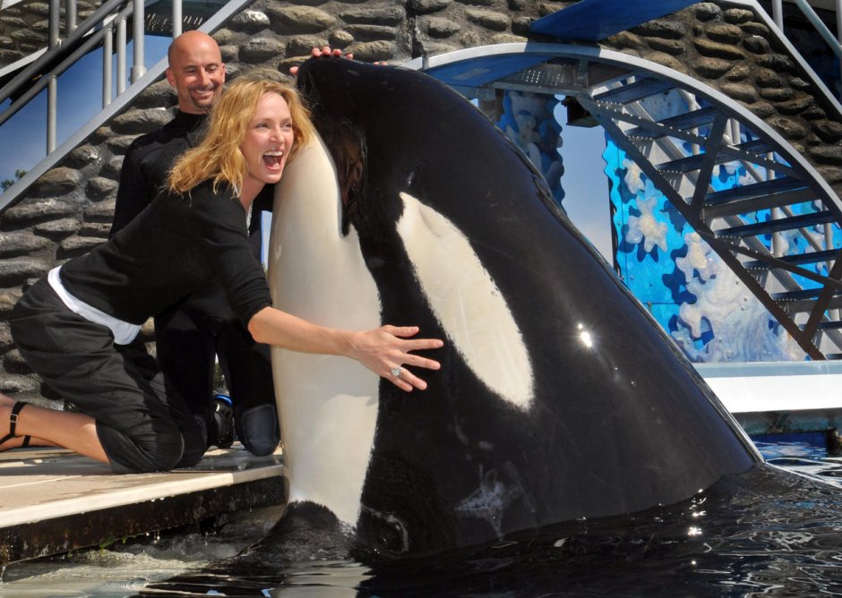 Кит Касатка и человек