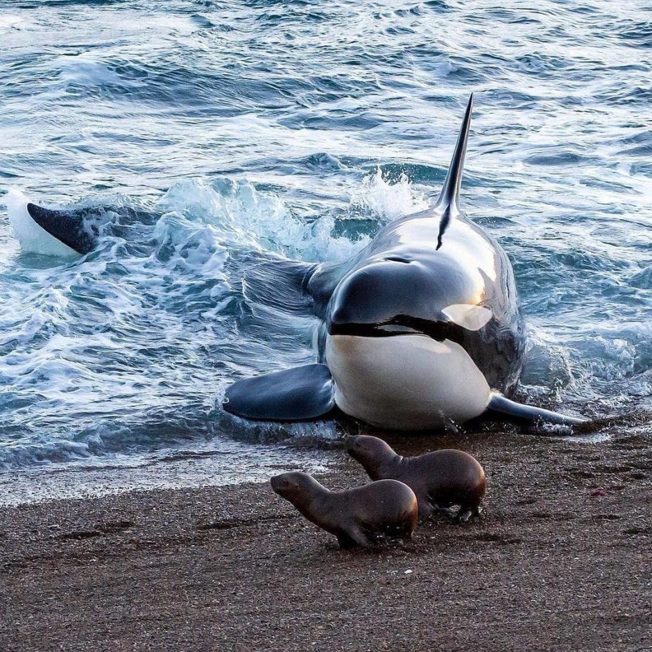 Касатка кит убийца Пингвин