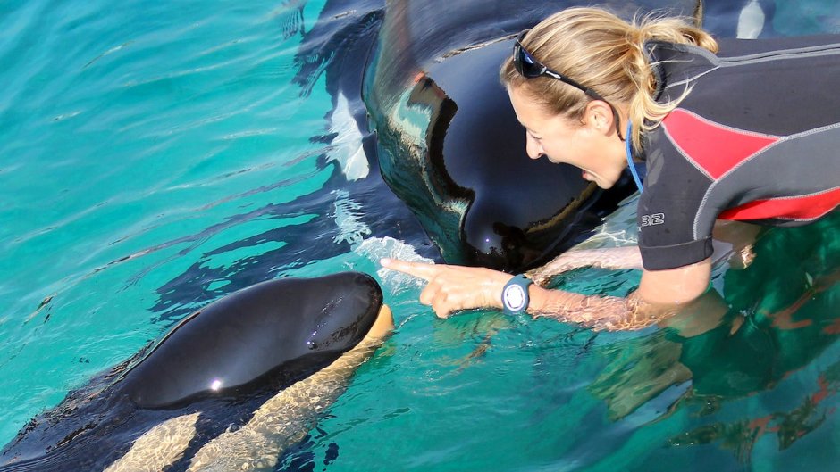 Касатка и девушка