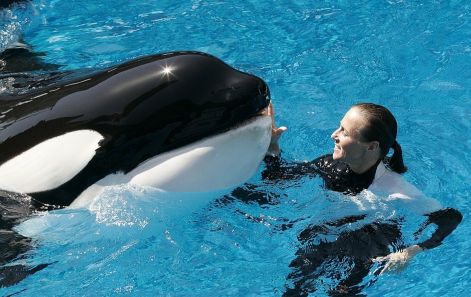 Дрессировщик касаток