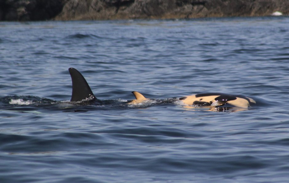 Касатка и человек в дикой природе