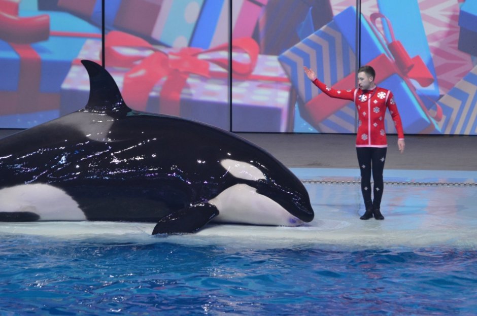 Касатка Дельфин и Белуха