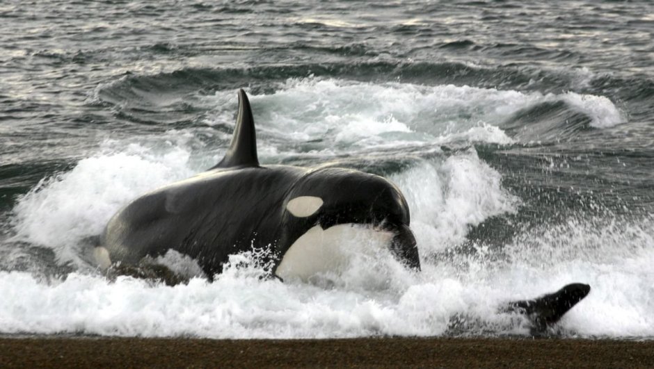 Касатка (2020) (Orca)