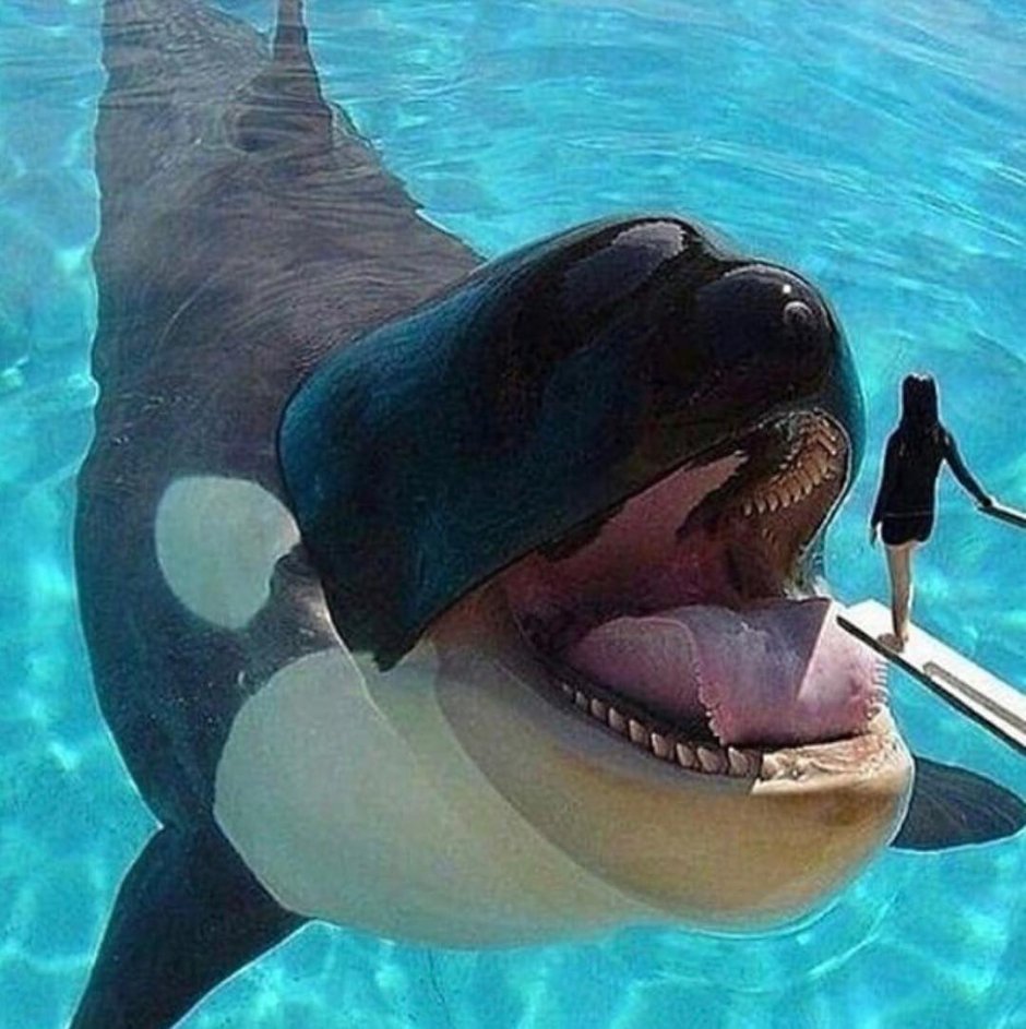 Касатка кит убийца Суперхищники