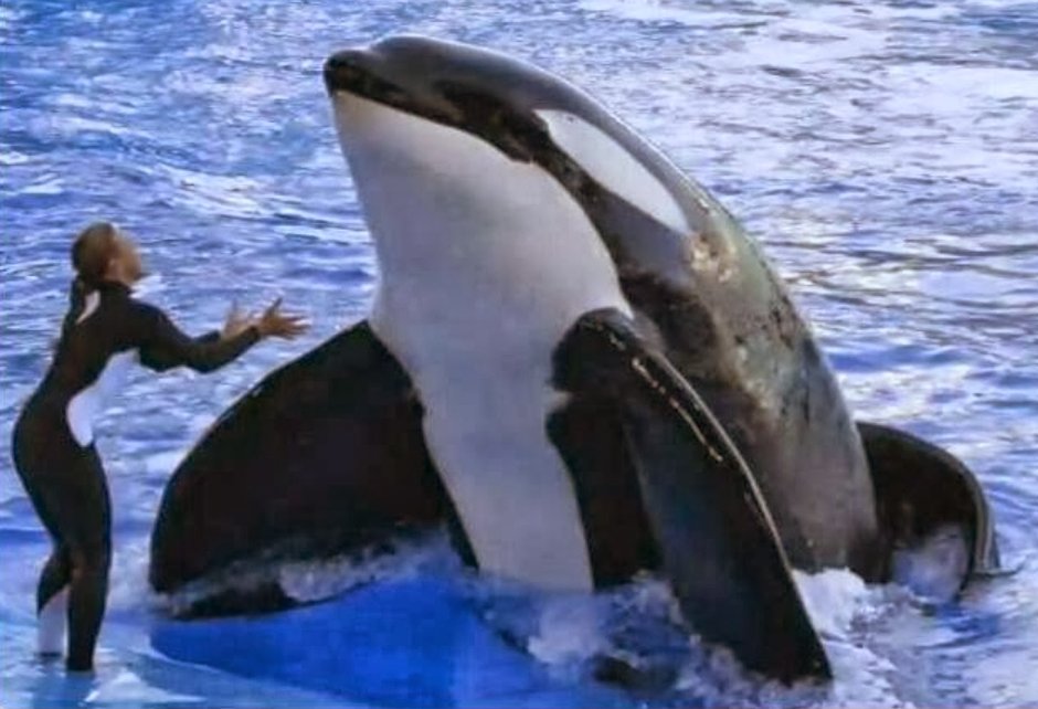 Касатка и девушка