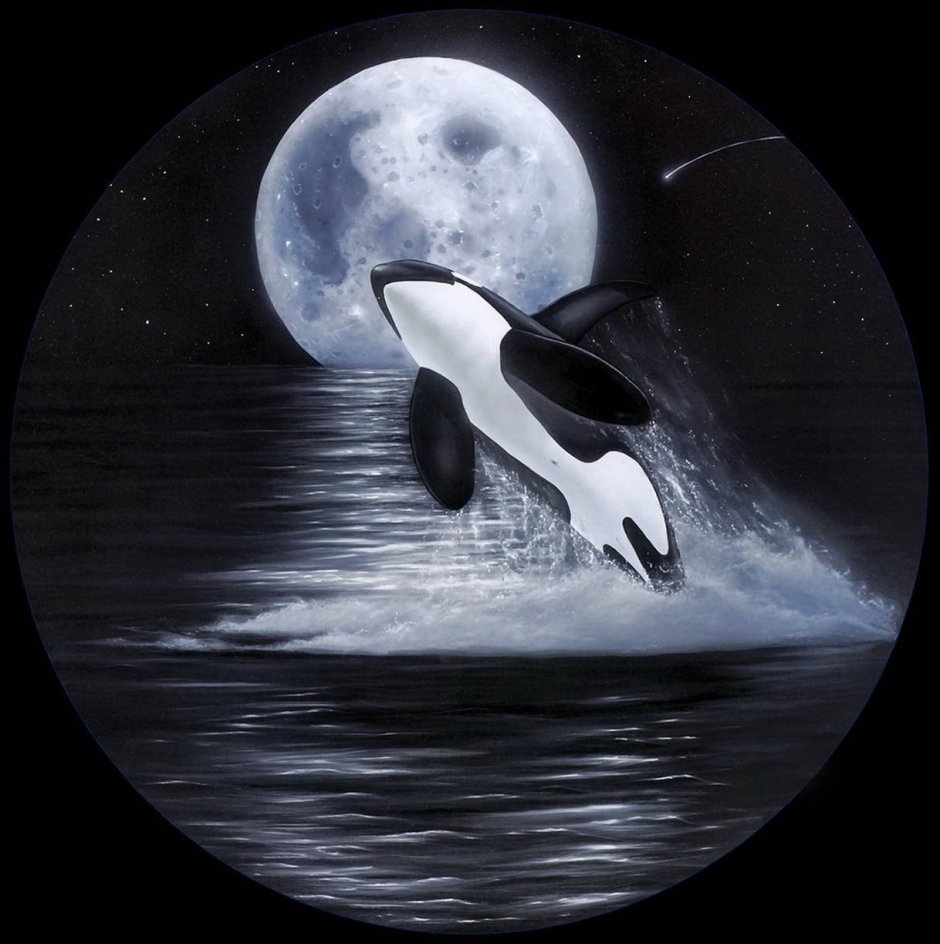 Касатка арт