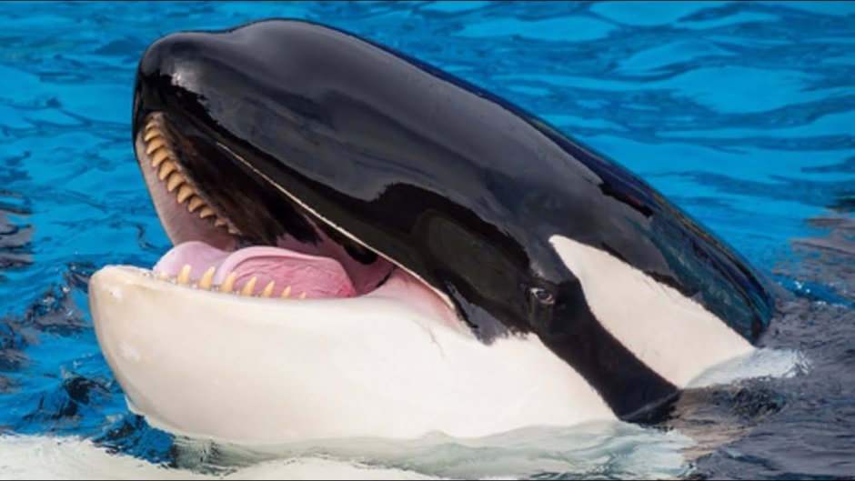 Касатка кит убийца