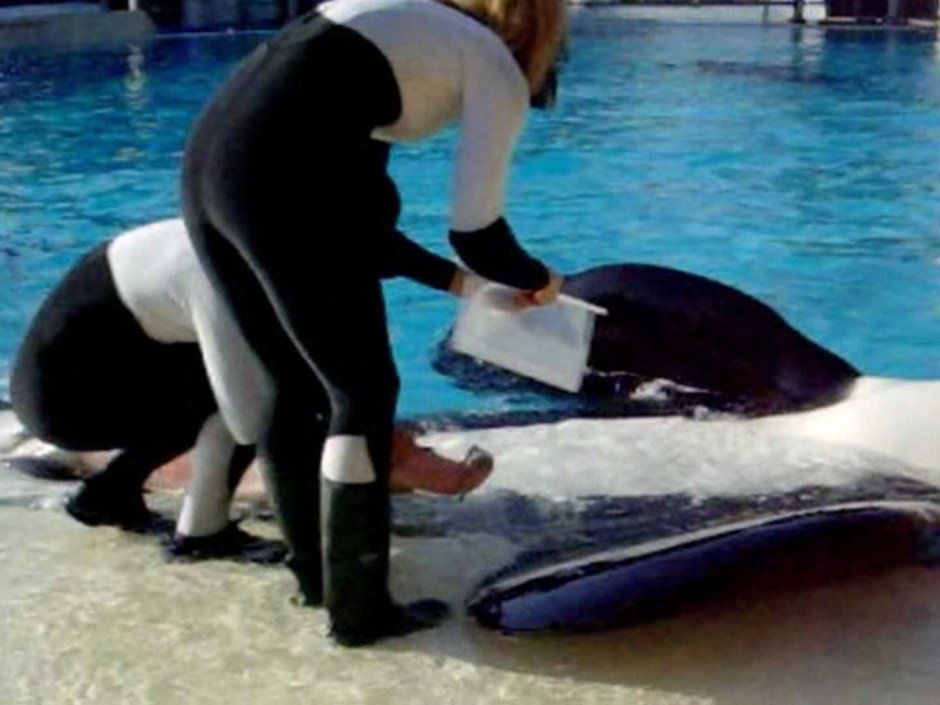 Касатка и женщина