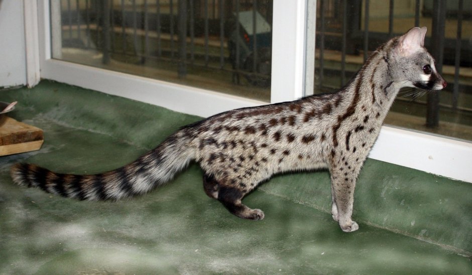 Генетта кошка