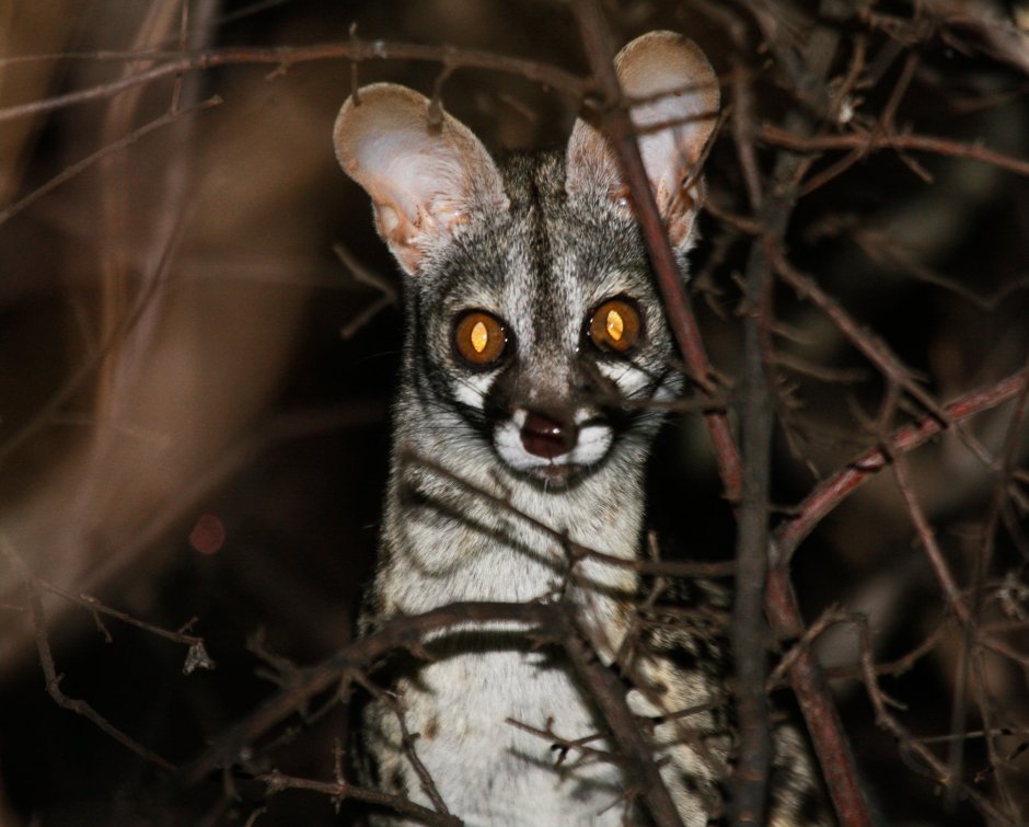 Генетта кошка