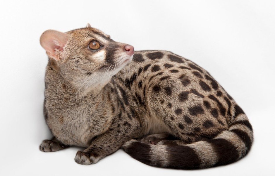 Кот рыболов виверровая кошка