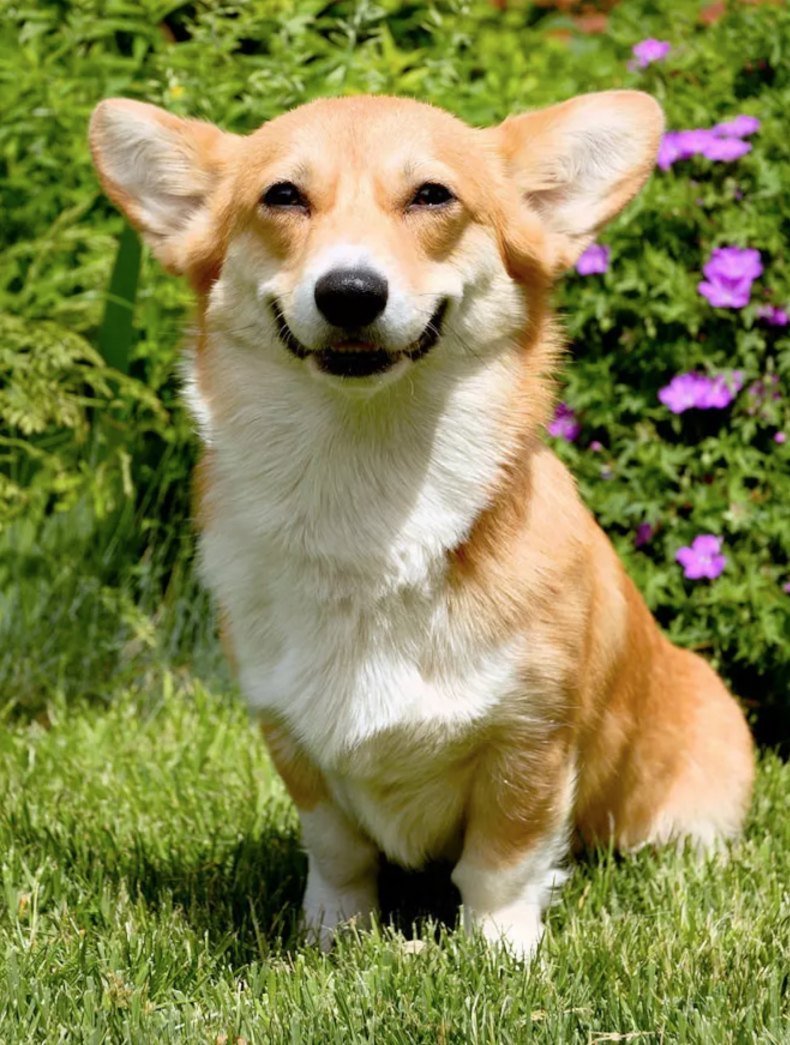 Порода вельш корги пемброк