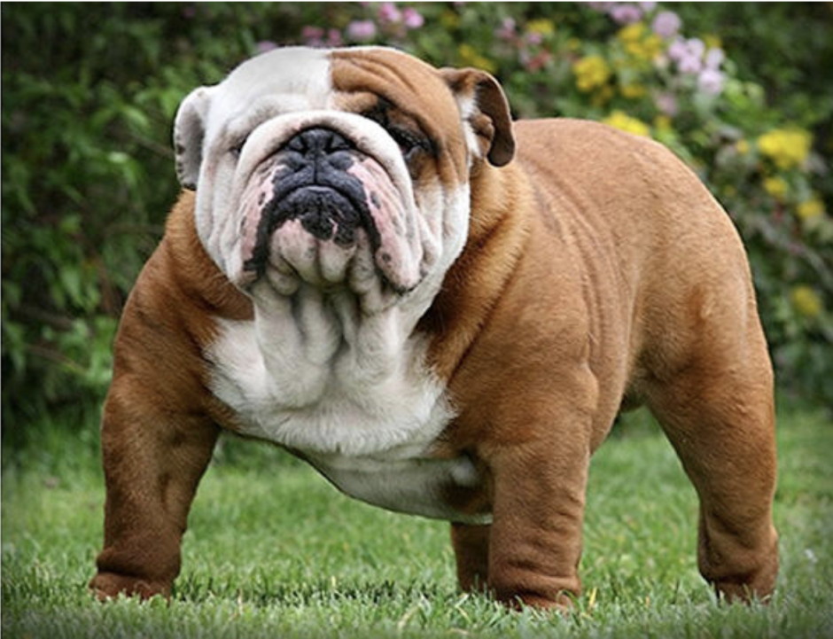 Бенджамин английский бульдог