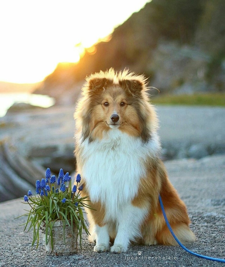 Шетландская овчарка шелти