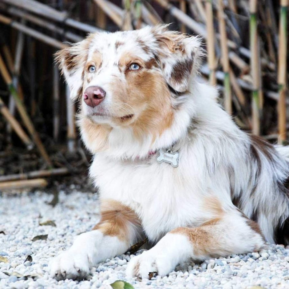 Мраморная аусси австралийская овчарка